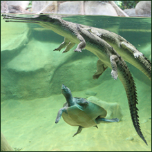 A view of a gharial in a tank