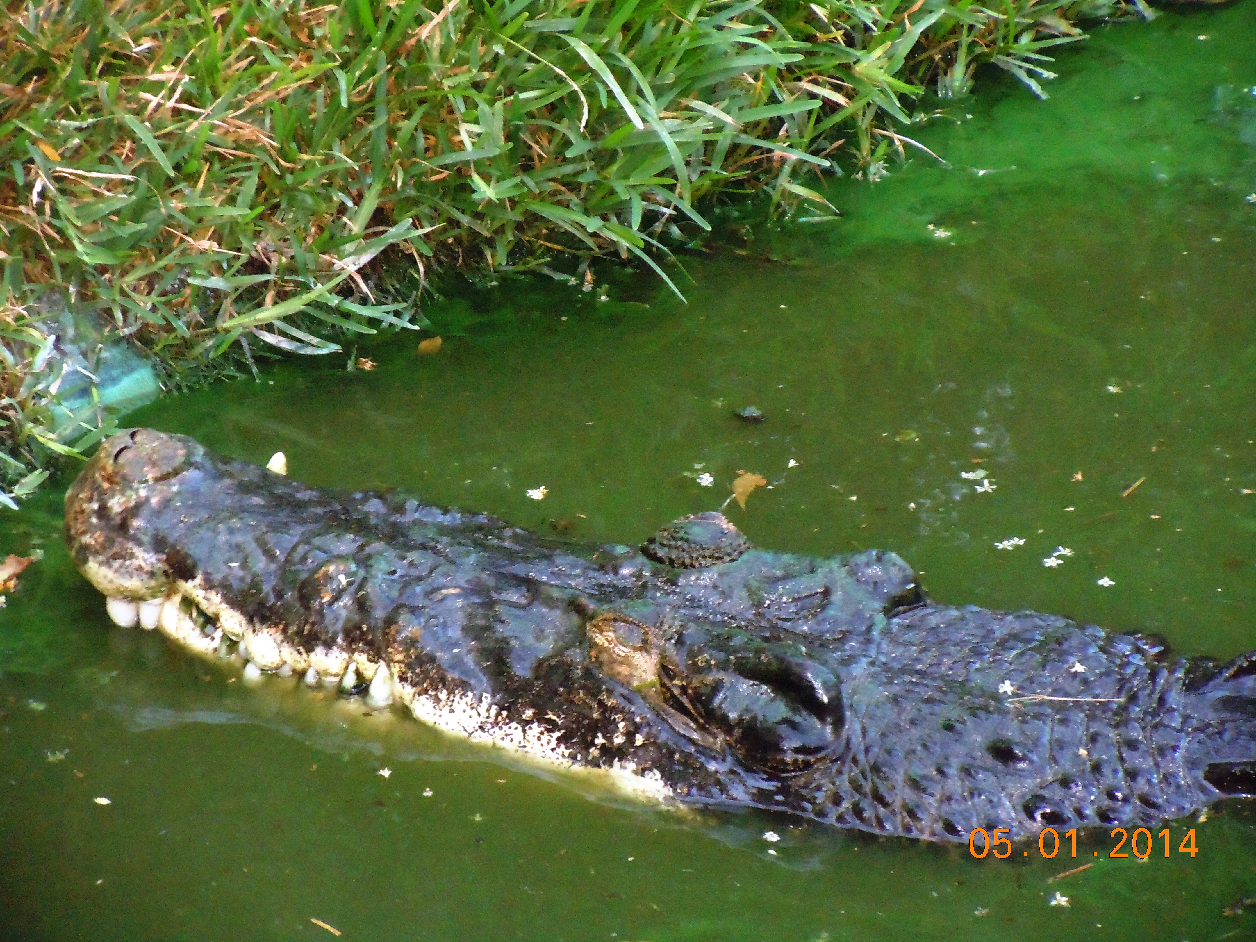 A close-up shows just how menacing a croc can be