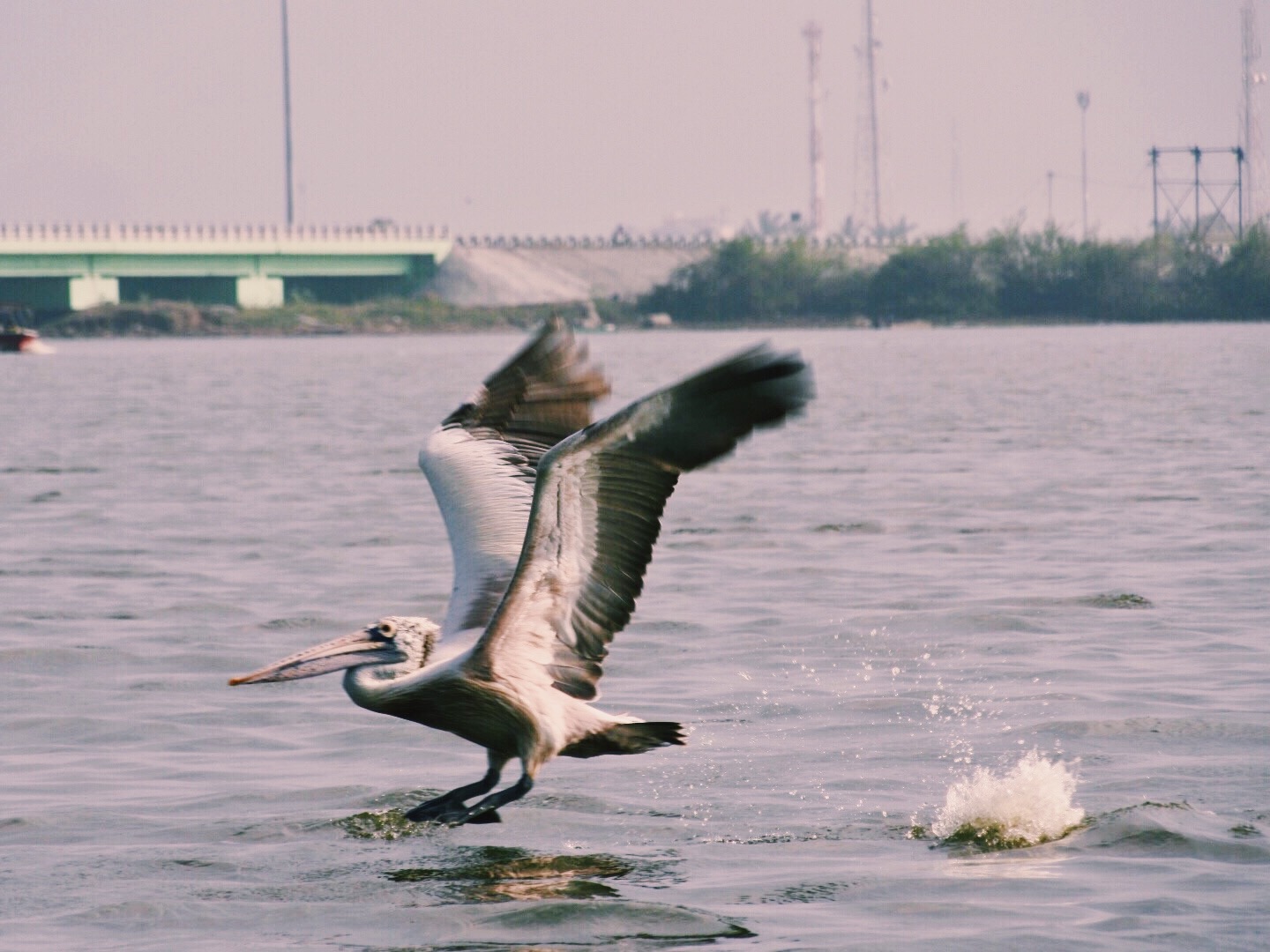 A pelican takes off