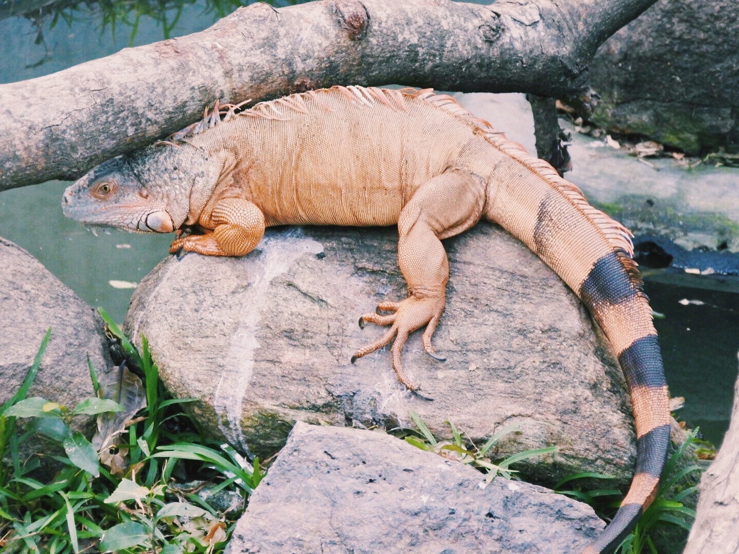 The green iguana that turned orange