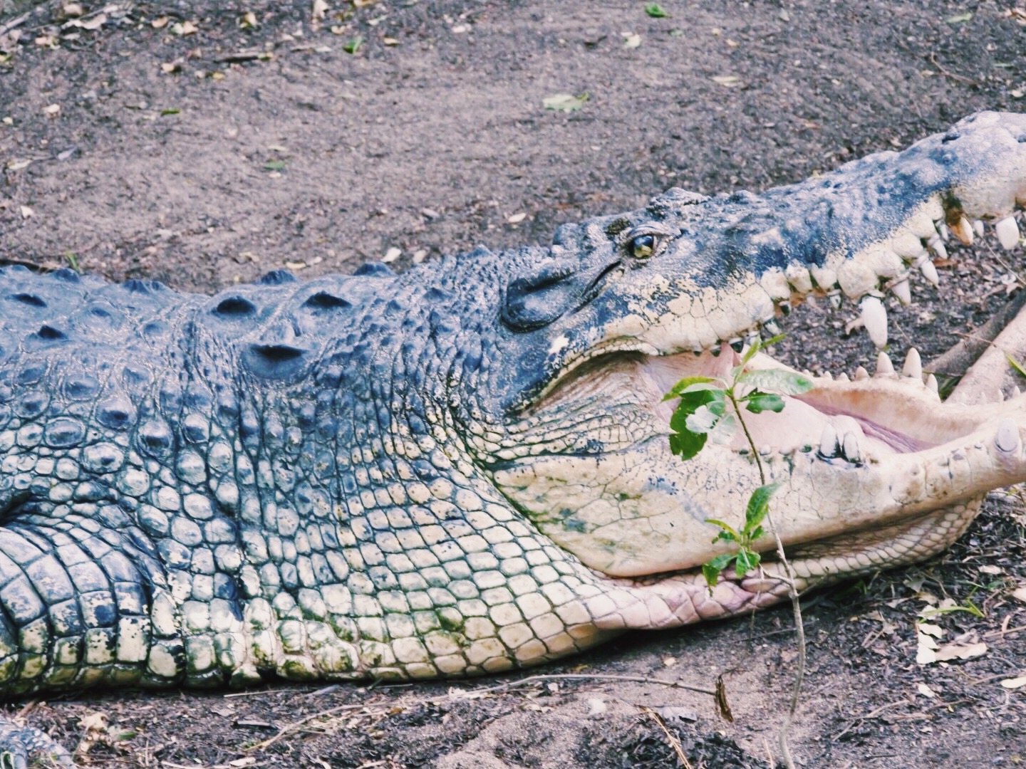 Jaws at Crocodile Park