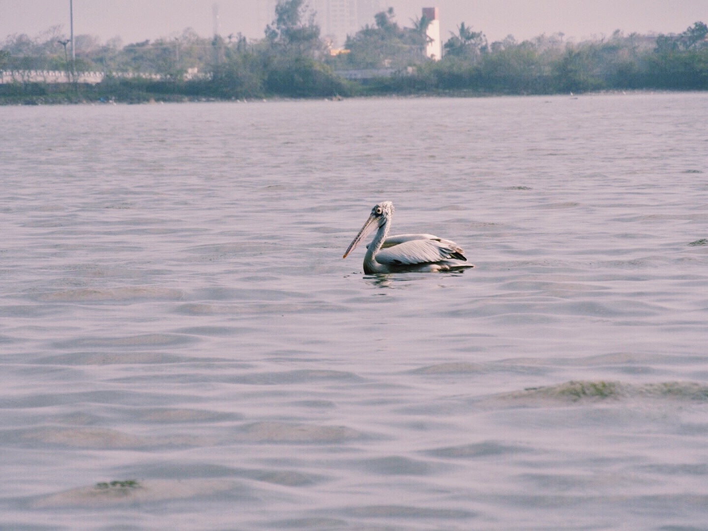 A pelican on the water