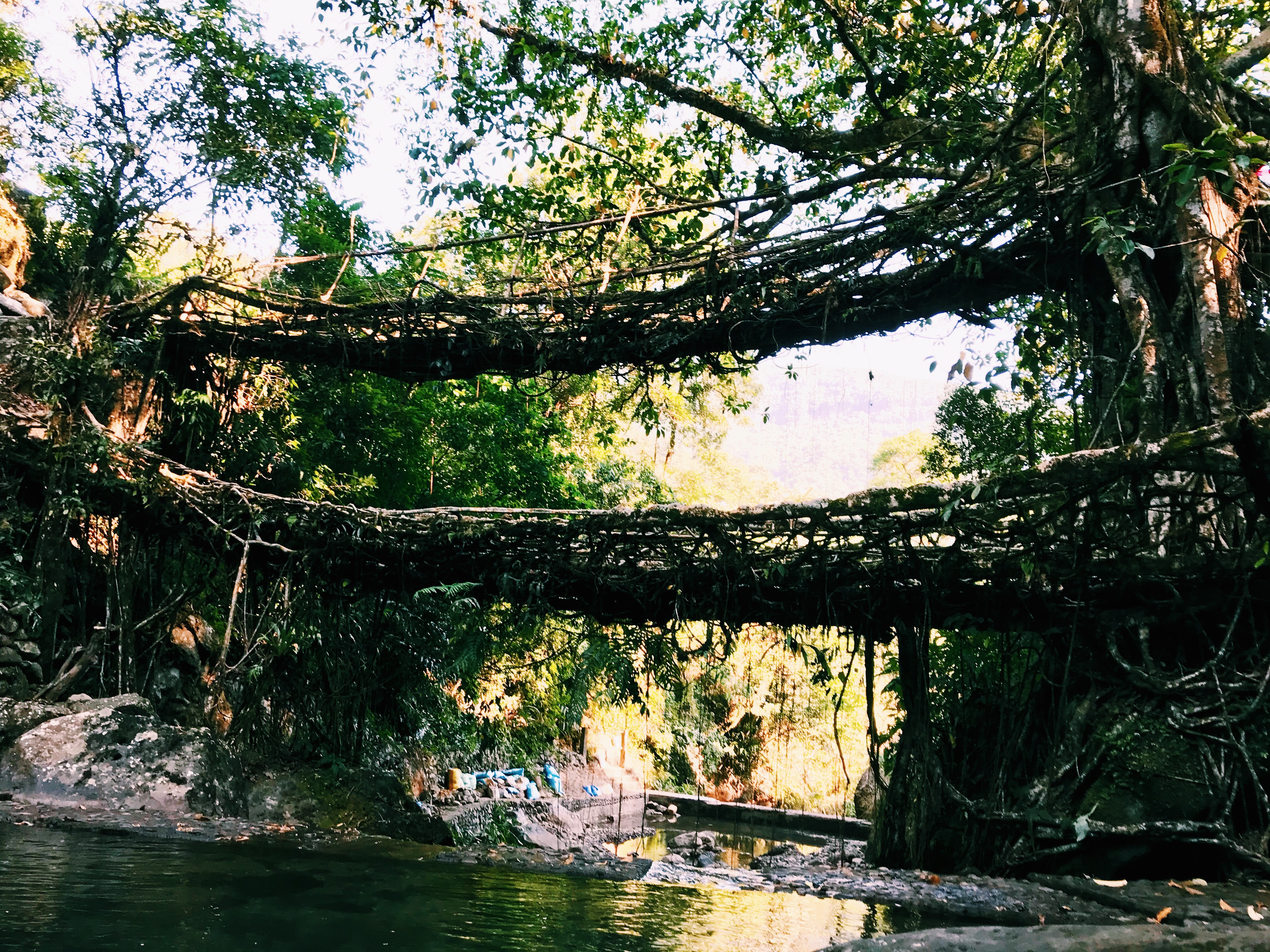 The Double Decker living root tree bridge