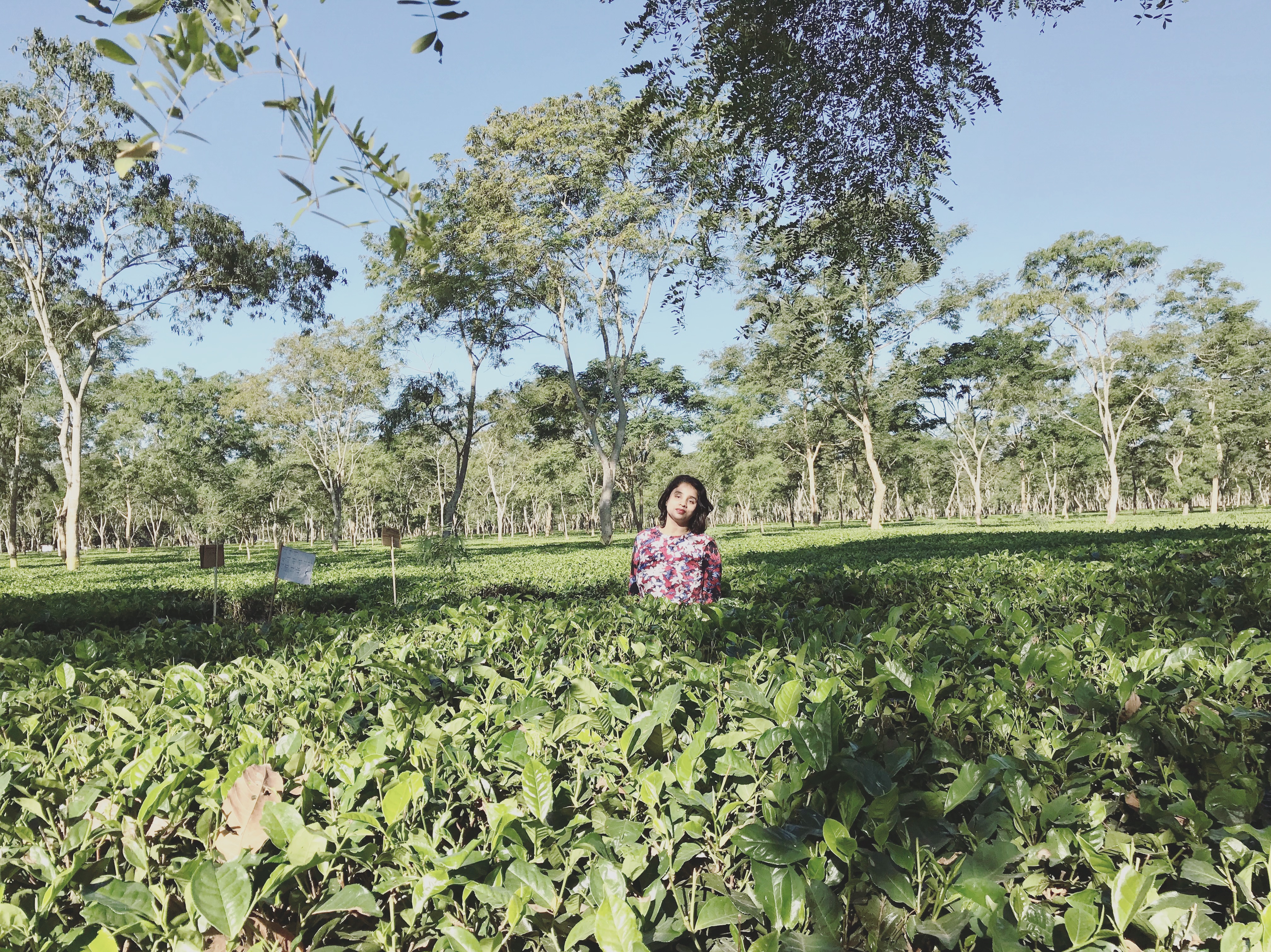 Strolling through the tea gardens in Assam