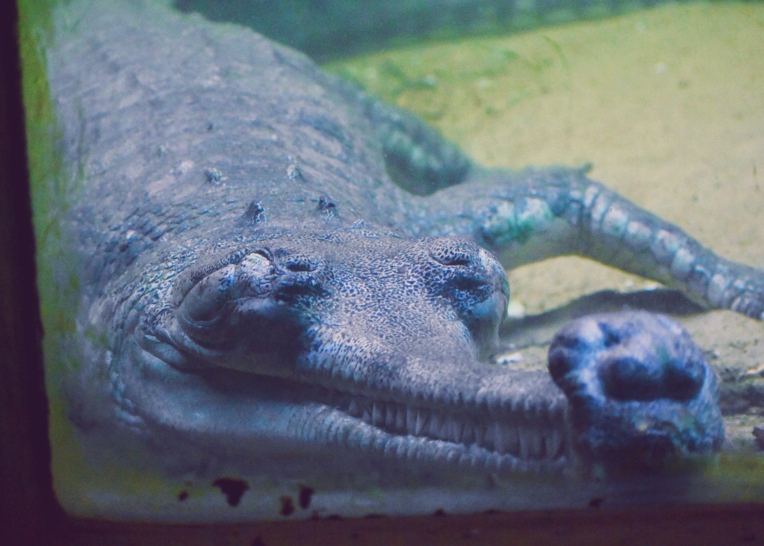 The grinning gharial