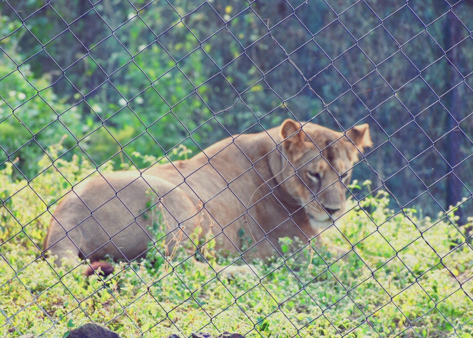 Gorgeous lioness