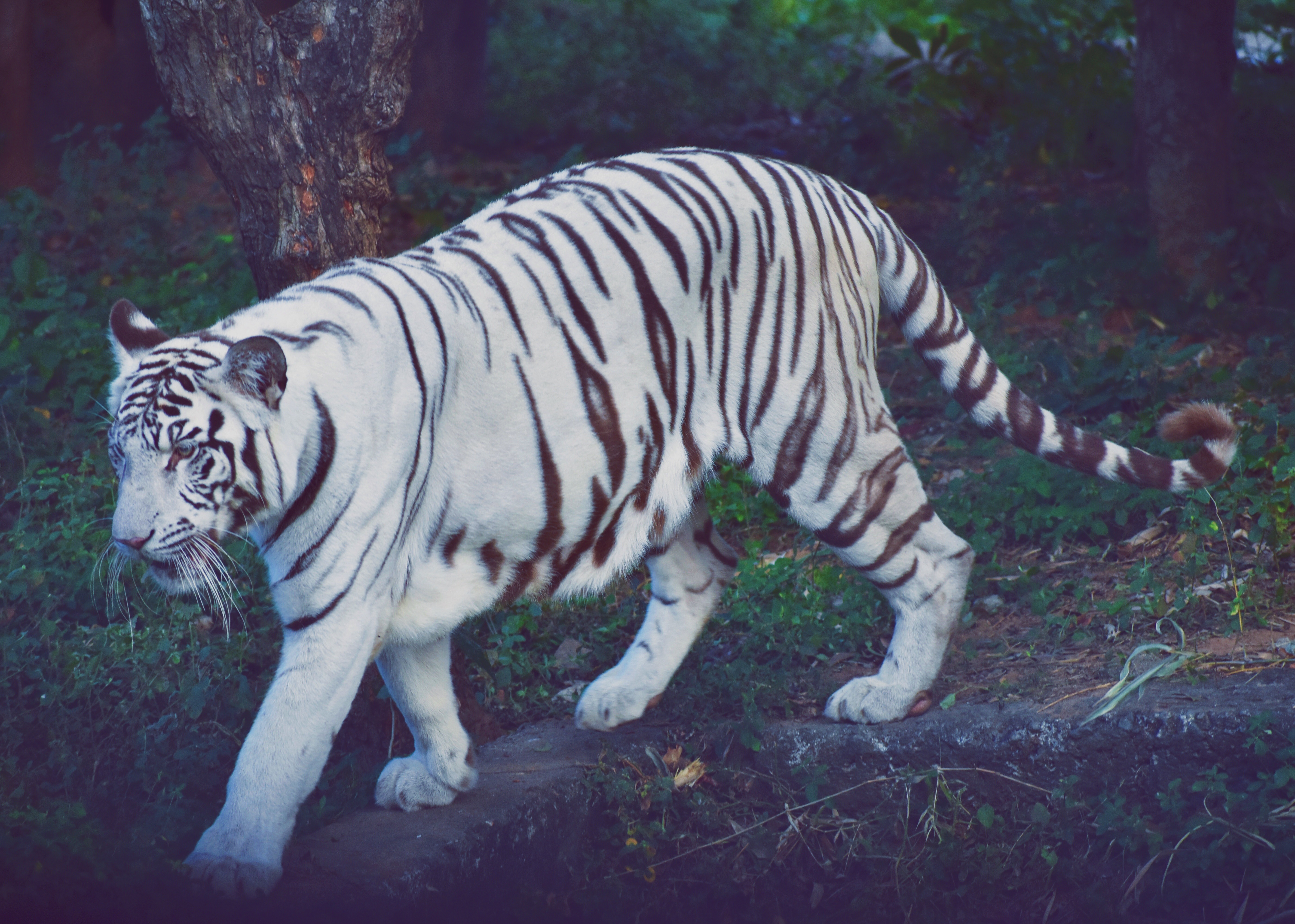 The majestic white tiger