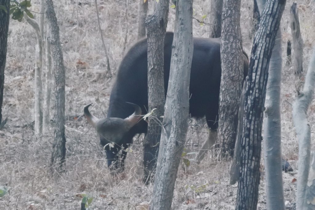 Wild buffalo or gaur