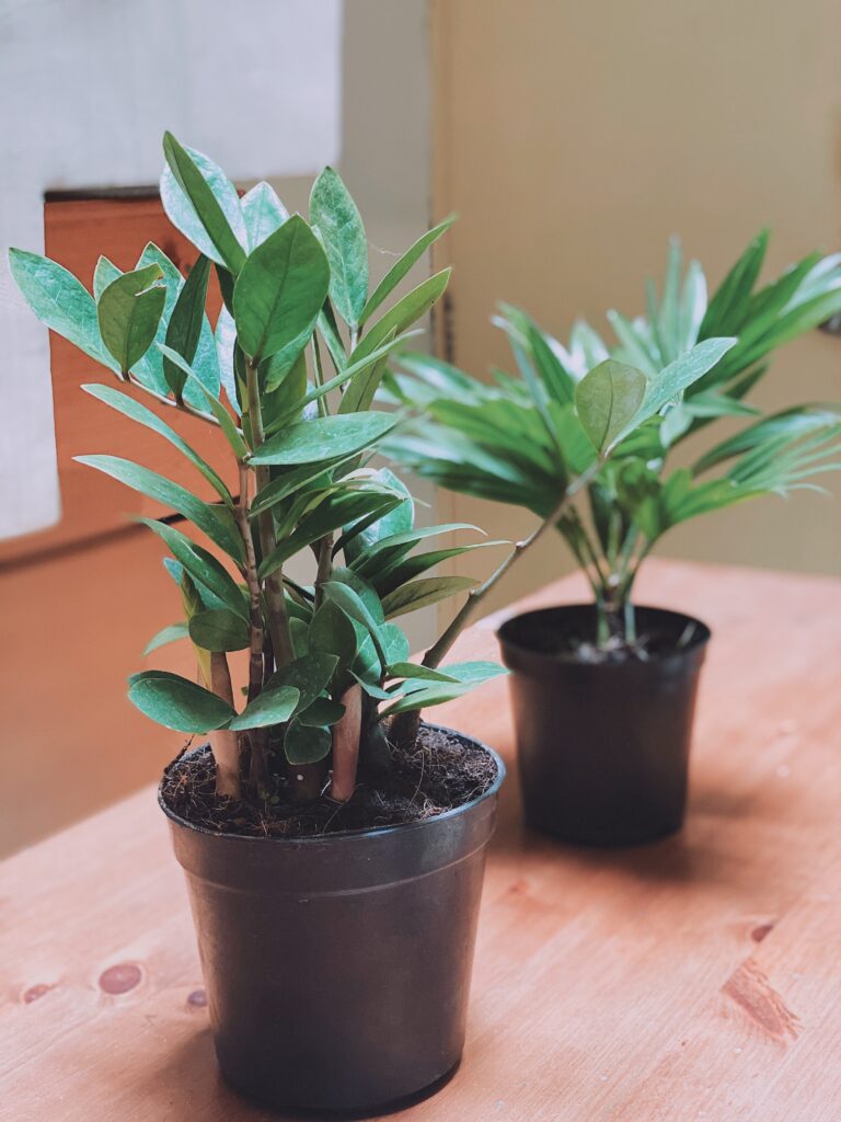 My ZZ plant and livistona hanging in there