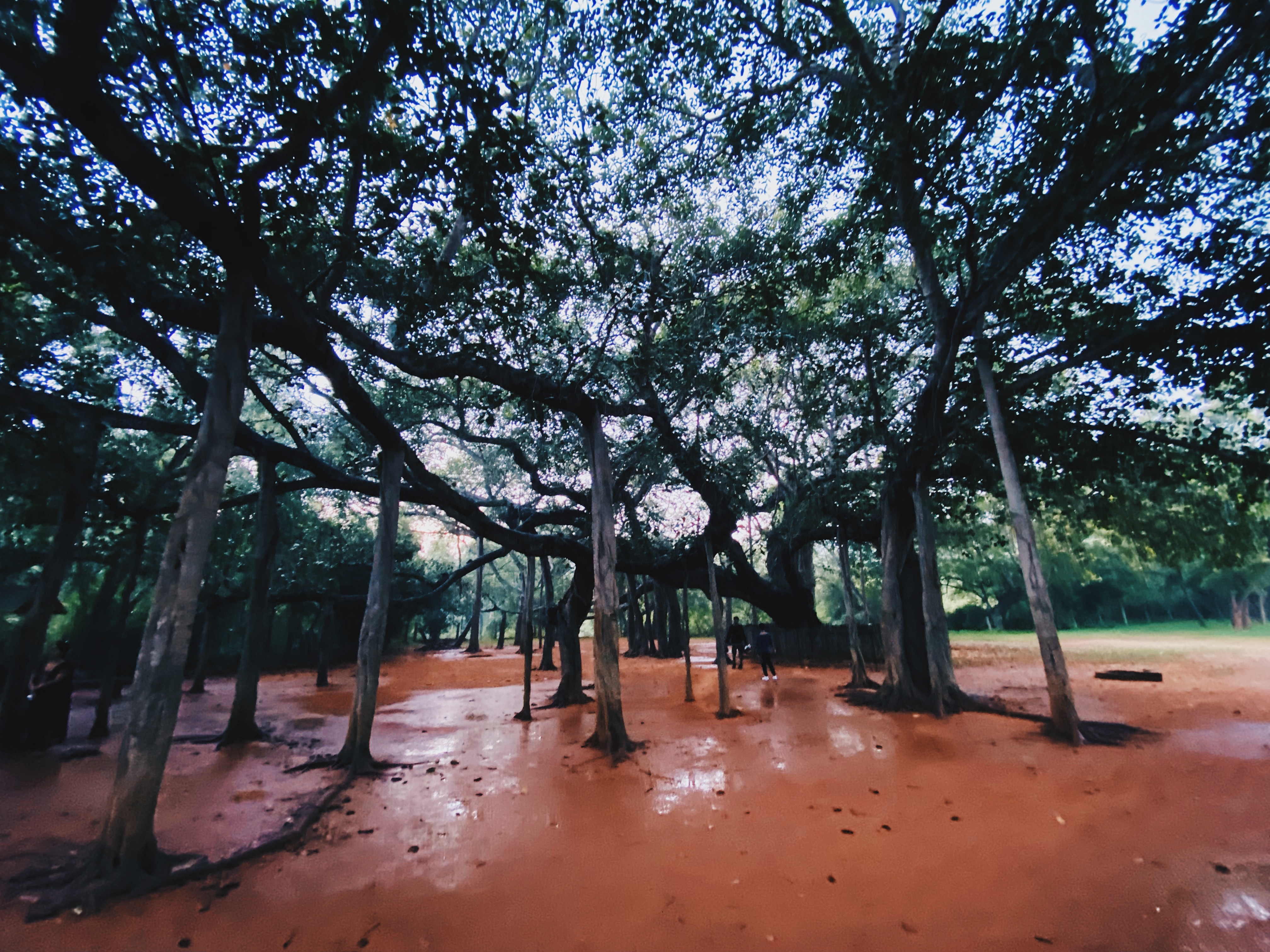 A huge Banyan tree, which is supposed to be the centre of Auroville