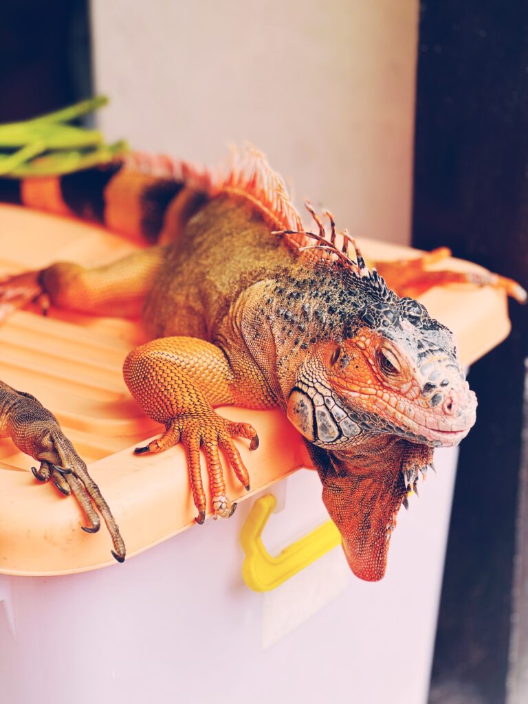 A lovely, orange iguana
