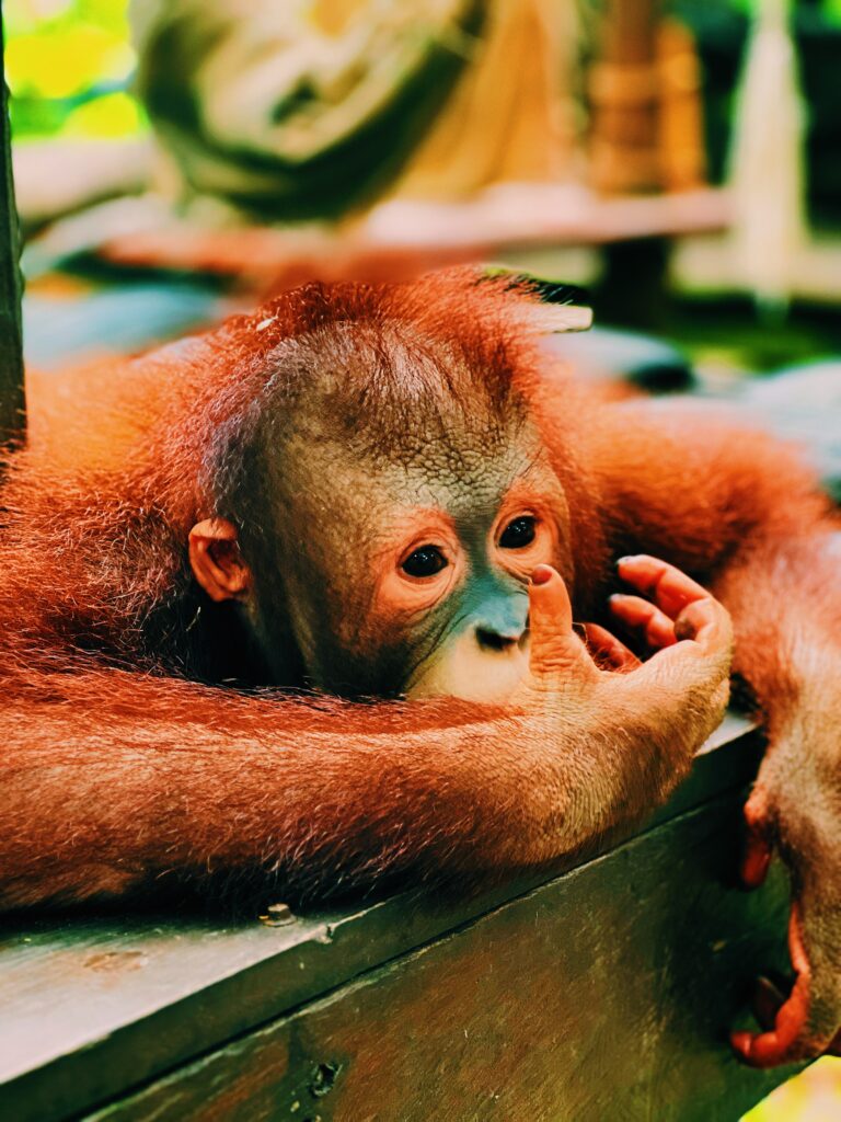 I fell in love with this orangutan