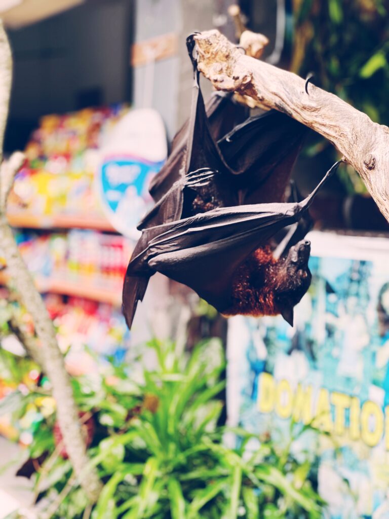 A bat chilling out - there were kids petting it and stuff, but we were too creeped out to do anything more than take a photo